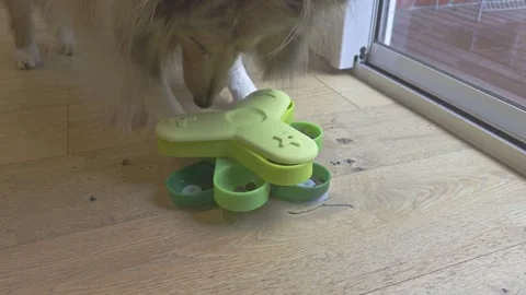 Rough Collie dog using interactive IQ puzzle feeder for treats 스톡 동영상 321929560