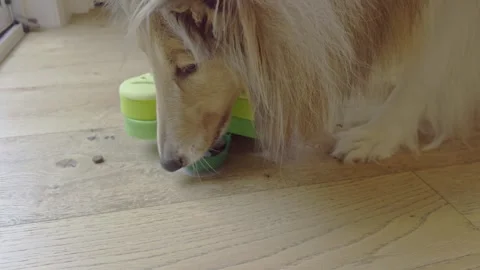 Rough Collie dog using interactive IQ puzzle feeder for treats Stock Footage 321929593