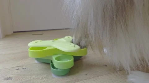 Rough Collie dog using interactive IQ puzzle feeder for treats Stock Footage 321929596