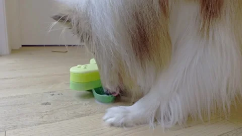 Rough Collie dog using interactive IQ puzzle feeder for treats Stock Footage 321929599