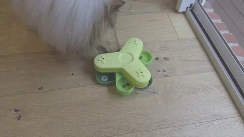 Rough Collie dog using interactive IQ puzzle feeder for treats Stock-Footage 321929608