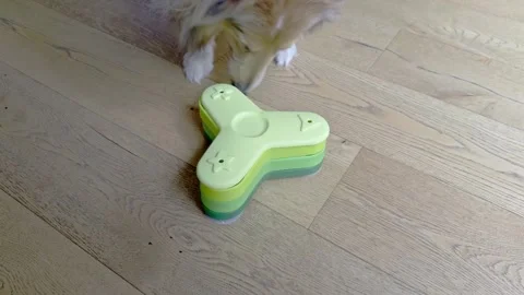 Rough Collie dog using interactive IQ puzzle feeder for treats Stock Footage 321929611
