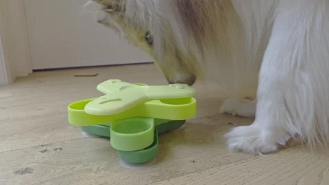 Rough Collie dog using interactive IQ puzzle feeder for treats Stock Footage 321929612
