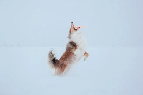 The Rough Collie dog in winter Stock Photos