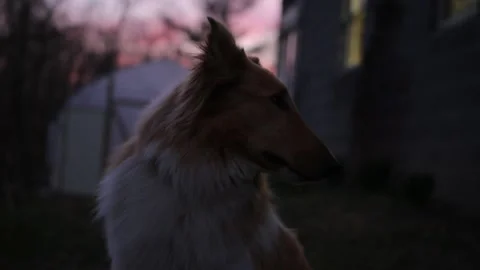 Rough Collie "Lassie" dog in front of sunset. 库存影片 130219624
