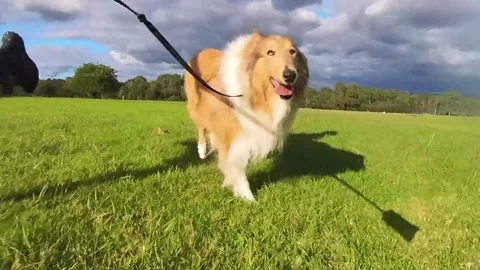 Rough collie Lassie dog running Stock-Footage 308762872
