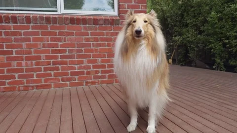 Rough Collie Lying on Side on Command at Home Stock-Footage 324694352
