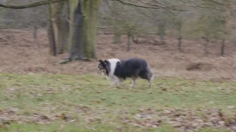 Rough collie mix running Stock Footage 112972612