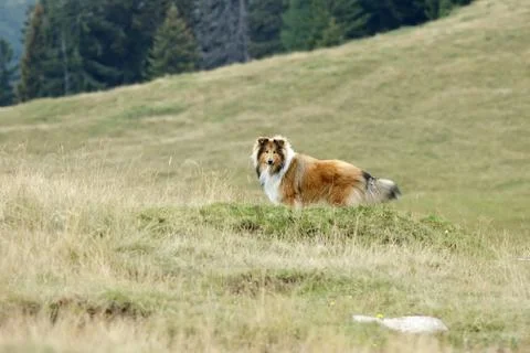 Rough collie Stock Photos