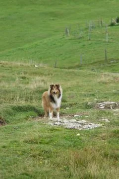 Rough collie Stock Photos
