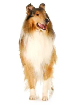 Rough collie Stock Photos