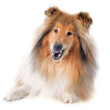 Rough collie Stock Photos
