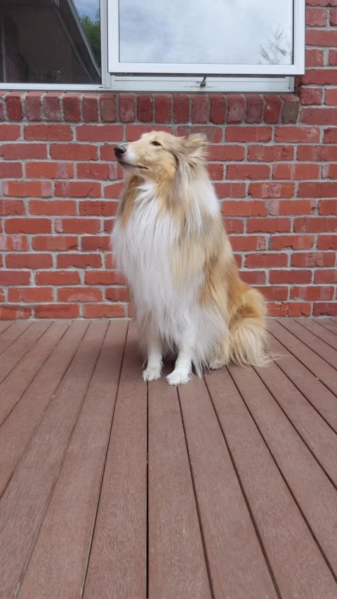 Rough Collie Rolling Over on Command on Wooden Deck Video stock 324694216