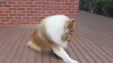 Rough Collie Rolling Over on Command on Wooden Deck Stock-Footage 324694300