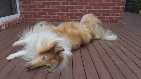 Rough Collie Rolling Over on Command at Home Stock Footage 324694319
