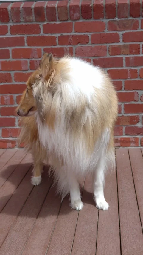 Rough Collie Rolling Over on Command on Wooden Deck 스톡 동영상 324694331