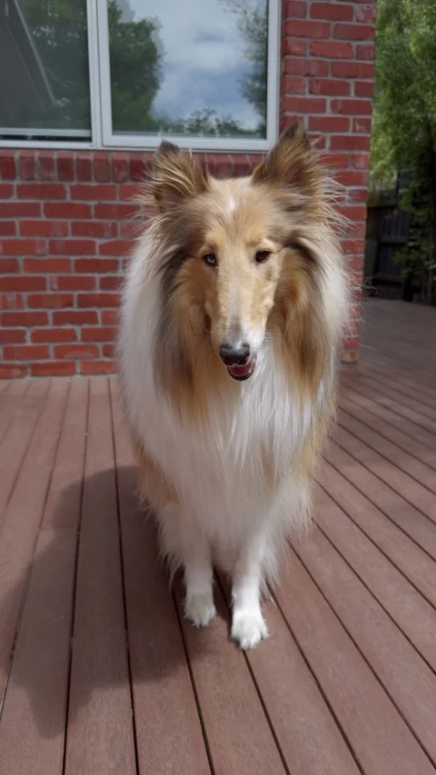 Rough Collie Rolling Over on Command on Wooden Deck Video stock 324694390