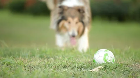 Rough-collie runs Video stock 52379195