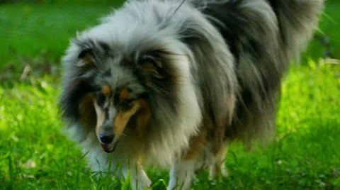 Rough Collie In Slow Motion Stock Footage 56537615