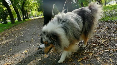 Rough Collie In Slow Motion Stock-Footage 56537659