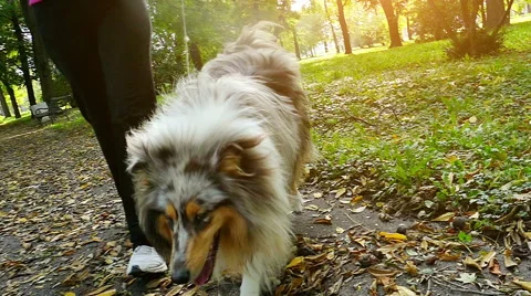 Rough Collie In Slow Motion Stock Footage 56537728