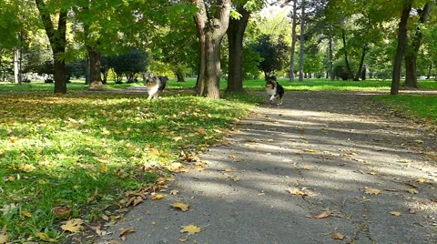 Rough Collie In Slow Motion Stock Footage 56537862