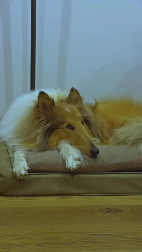 Rough Collie Slowly Wakes and Observes Surroundings 스톡 동영상 314261850