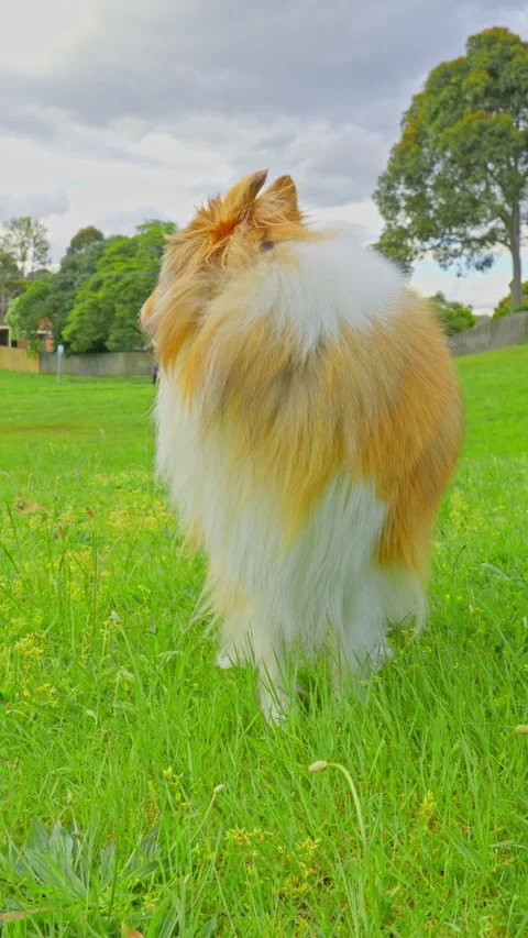 Rough Collie Standing and Sniffing in Green Park Landscape Stock Footage 321517996