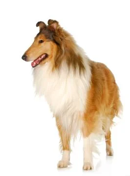 Rough collie standing Stock Photos