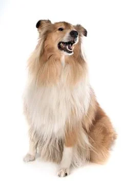 Rough Collie in studio Stock Photos