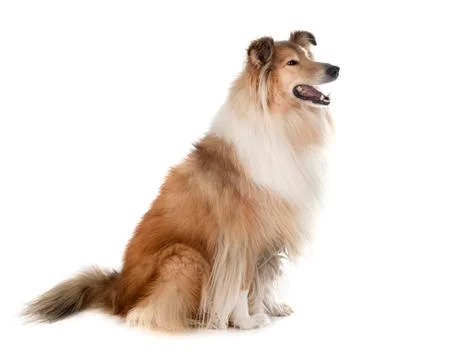 Rough Collie in studio Stock-Fotos