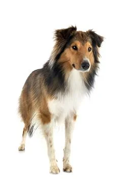 Rough collie in studio Stock Photos