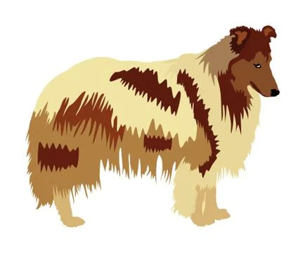 Rough Collie vector illustration isolated. Scottish Shepherd dog Stock Illustration