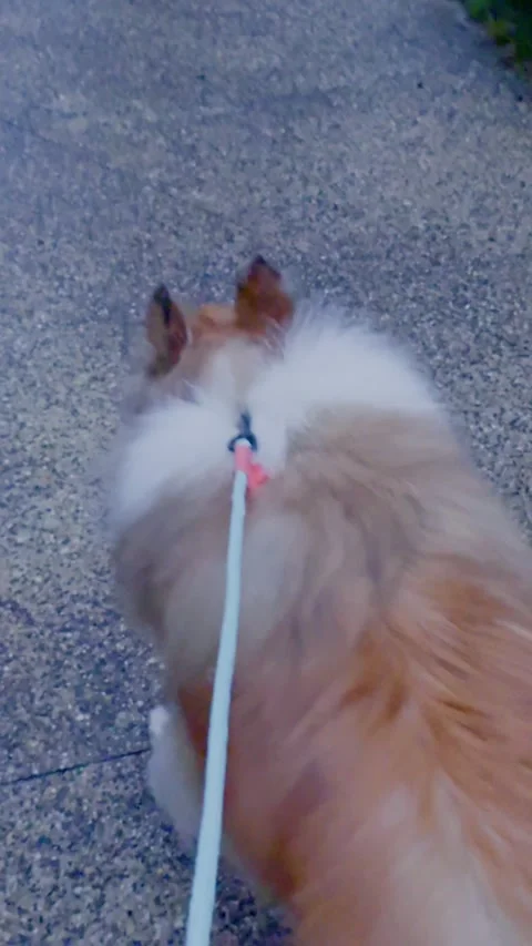 Rough Collie Walking Outdoors on Leash at Dusk Stock Footage 313823857