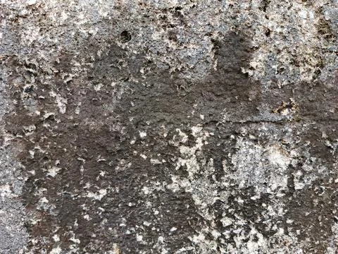 Rough concrete wall texture covered with dark moss and mold Stock Photos