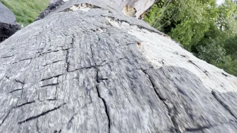 Rough cracked dead tree trunk surface detail Stockbeeldmateriaal 334760239