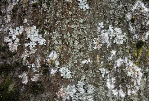 Rough cracked surface of tree trunk with lichens Stock Photos