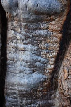 A rough, cracked tree bark texture. Stock Photos