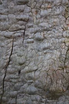 A rough, cracked tree bark texture. Stock Photos