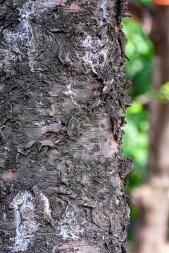 Rough dark rown pine tree wood texture with blurry and soft focus background Stock Photos