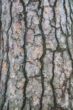 Rough deciduous tree bark, rough surface texture, simple background from a tr Stock Photos