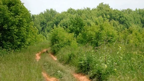 Rough Dirt Track through Wilderness Area. Video 1080p Stock Footage 74995191
