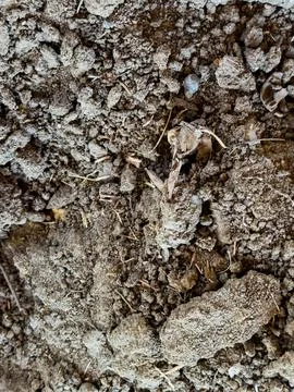 Rough Dry Soil Texture With Clumps and Organic Debris Stock Photos