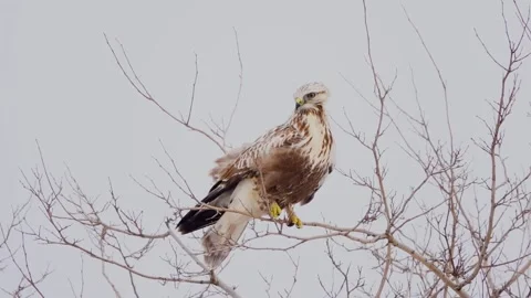 Rough-footed buzzard, Buteo lagopus,  stands on branch Stock Footage 154304209