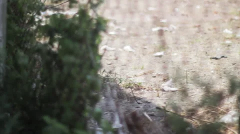 Rough ghetto Video stock 50815616