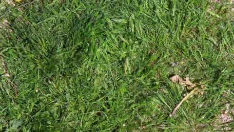 Rough grass and dirt Video stock 136615363