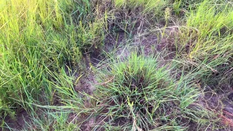 Rough Grass - Greenery Stock Footage 264963503