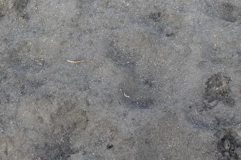 Rough gray ash textured surface with scattered dark carbon particles creati.. Stock-Fotos