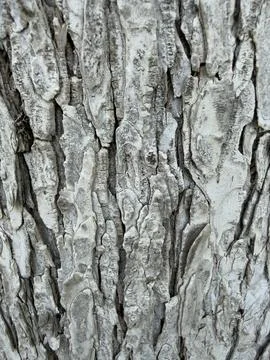 Rough Gray Tree Bark Texture Close Up 스톡 사진
