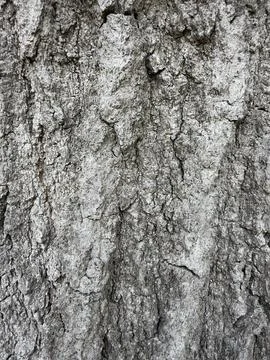 Rough Gray Tree Bark Texture Close Up Horizontal View 2 Stock Photos